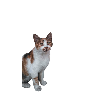 A Charming Calico Cat Sits Against A Textured Wall, Showcasing Its Adorable Features. 15842 - Cat PNG image with transparent background